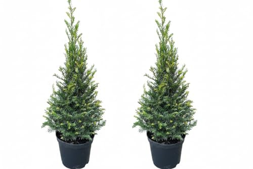 Taxus baccata Kegel 80–90 cm – 2 Stück Immergrüne Eibe