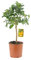 KENTIS - Mano de Buda de Cítricos - Plantas de Cítricos Auténticos - Árboles Frutales de Jardín - Plantas Frutales de Exterior - H 70-80 cm Maceta Ø 20 cm