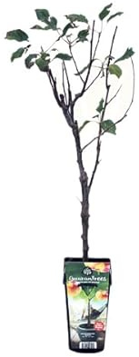 Malus Domestica Natural Árbol para Cultivar Manzanas que Debes Tener en tu Huerto
