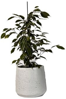 Ficus Benjamina Golden King Indoor House Plant. 75cm Tall Large Weeping Fig Tree