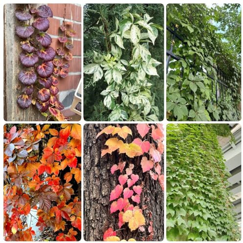 500 pcs Wilder Wein Kletterpflanze Samen - kletterpflanzen winterhart, deko pflanzen Parthenocissus tricuspidata - seed hochbeett gardening hängepflanzen, zaun deko vines balkonpflanzen