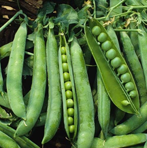Flecha Verde Inglés Bush semillas de guisantes - la herencia no-GMO Huerta