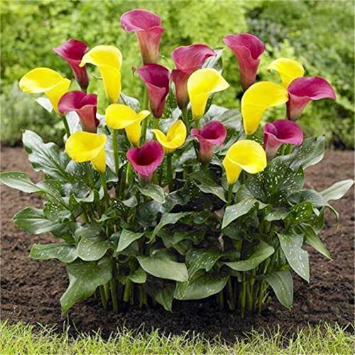 Calla-Zwiebeln/Calla-Pflanzen/Schöne Schnittblume/Fleißige, mehrjährige Pflanze/Geeignet zum Anpflanzen im Innen- und Außenbereich des Gartens.-6 zwiebeln-A