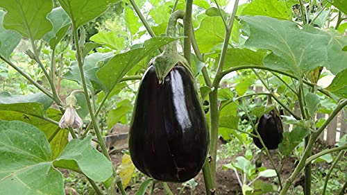 Lot de 100 Graines d'Aubergine Black Beauty - variété de légumes très ancienne et précoce - Fruits très larges et ovales de 400 à 600 gr
