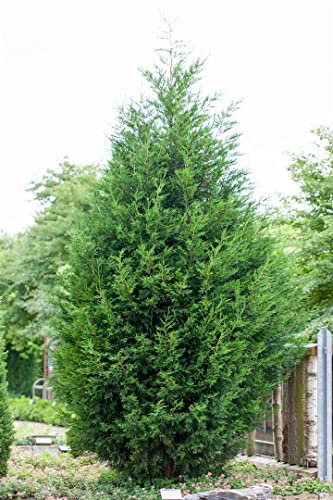 Cupressocyparis leylandii 125-150 cm - Leyland-Zypresse, immergrün, ideal als Sichtschutzhecke, schnellwachsend, winterhart, pflegeleicht