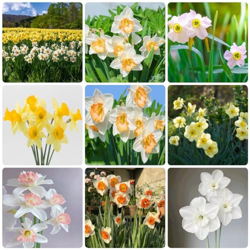 12 pcs osterglocken narzissen zwiebeln winterhart - zwiebel pflanzen für balkonkästen winterhart narzissenzwiebeln,Narcissus gartenpflanzen winterhart bonsai topf frühlingsblumen zwiebeln
