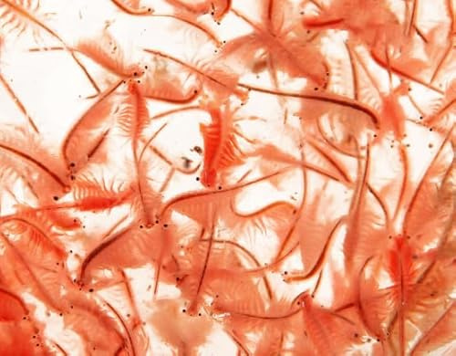 Live Adult Brine Shrimp Pack of 1,100ml Natural Live Fish Feed, Tropical/Marine/Coldwater species (Dispatched on Fridays, Next Day)