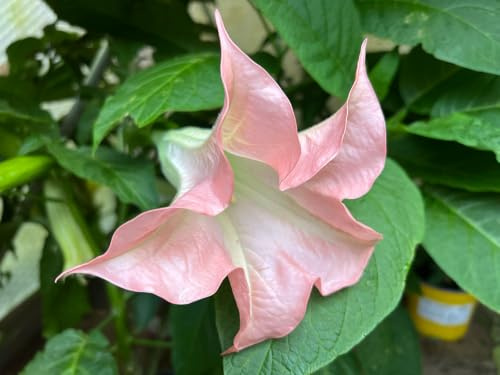 3 esquejes - brugmansia (trompeta del ángel) *rosa simple