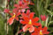 1 blühfähige Orchidee der Sorte: Burrageara nelly Isler, 9cm Topf