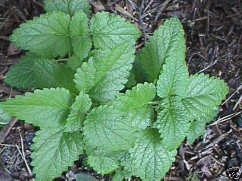 50 semi di melissa Deliziosamente profumata Lemony Foliage