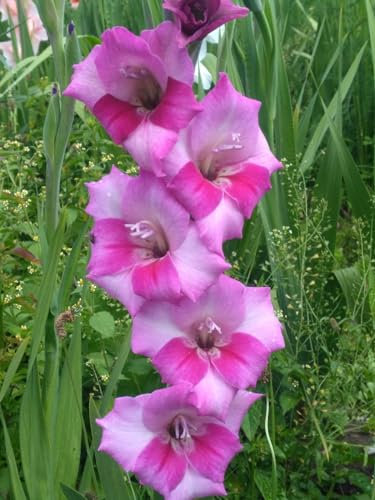 Bulbi Di Gladioli, Gladiolo, I Bulbi Di Gladiolo Sono Resistenti Al Freddo, Bulbo Di Gladiolo Perenne, Giardino, Terrazza, Balcone, Camera Da Letto, Cucina,Rizoma Di Gladiolo,-15Bulbi-C