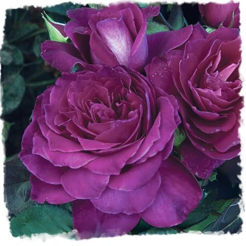 Intrigue Reblooming Hybrid Tea Rose Bush - Live Plant 1.5 Gallon, Fragrant Purple Blooms, Own Root, Zones 5-10, Stargazer Perennials