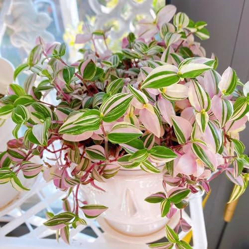 50 pcs grünlilie kaufen samen - Chlorophytum comosum - blüten, kräuterbeet grünlilie hängend blumenwiese, topfpflanzen echt outdoor pflanzen, exotische pflanzen winterhart bienenfreundliche