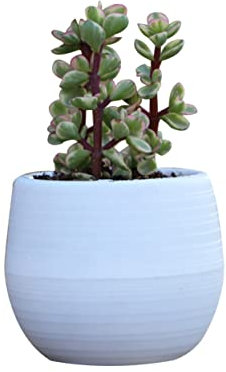 Cabilock Macetas De Autorriego Jardineras De Autorriego Maceta De Interior Maceteros Macetas Suculentas Maceta De Resina Píldora Planta