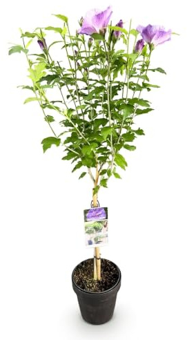 GreenboutiQ - Plante de jardin - Hibiscus syriacus Lavendor Chiffon® - Plante sur tige - Plante de terrasse - Caduc - Peu d'entretien - Pot 19cm Hauteur 90cm