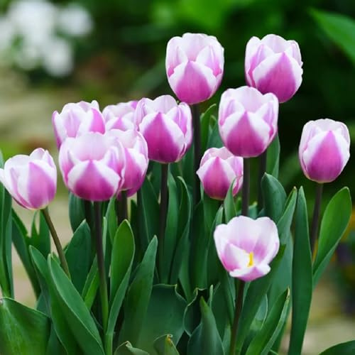 Bulbi di tulipano perenni resistenti 2pcs