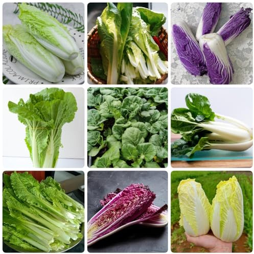 Semi di cavolo cinese - acquistare di invernali Semi di Pak Choi - resistenti per il giardino da balcone resistenti 500pcs