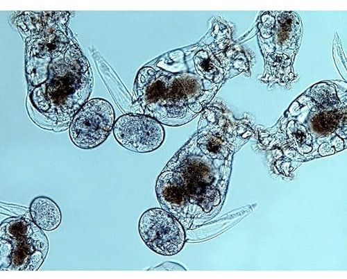 200ml Live Marine Rotifers Culture (Brachionus Plicatilis) - Marine Aquarium Food for Corals, Anemones, Shrimp, Fish Fry, Copepods and more