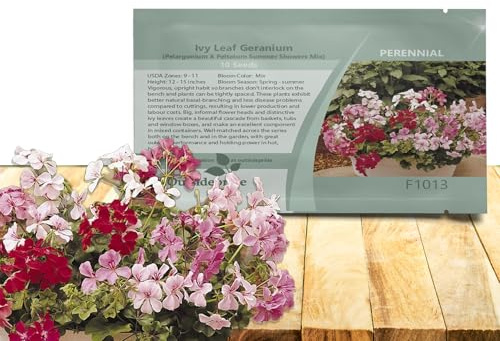 Outsidepride Mix Ivy Leaf Geranium Seeds for Planting - 20 Pcs Perennial, Heat & Drought Tolerant Flower Seeds with Green Foliage & Mix Blooms for Pots, Borders & Lush Summer Garden Displays