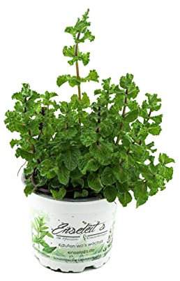 Mojito Minze, la menta especial para el famoso cóctel Mojito.