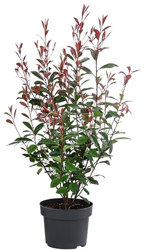 Dehner Glanzmispel Carre Rouge, Photinia fraseri, immergrüner Strauch mit rotem Blattaustrieb, 50-60 cm, 5 l Topf, Heckenpflanze