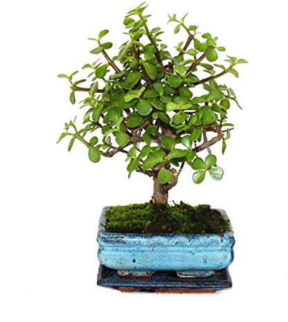 Bonsai Portulacaria afra Jadebaum ca. 4-5 Jahre Kugelform 14cm Schale