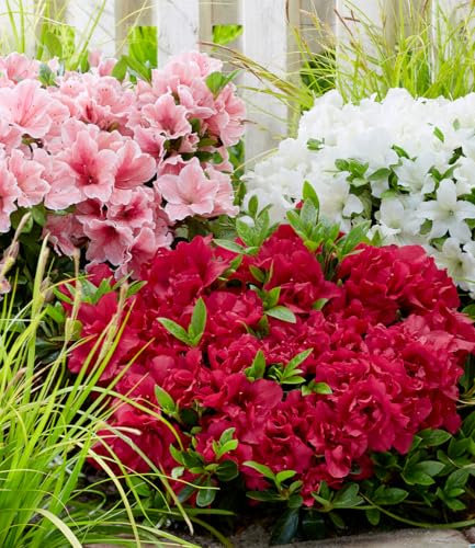 BALDUR Garten Zwerg-Azalee 'Encore Autumn®',3 Pflanzen, blüht zweimal im Jahr, immergrün, winterhart, mehrjährig, pflegeleicht, kompakter Wuchs, Blickfang für Garten, Beet & Kübel