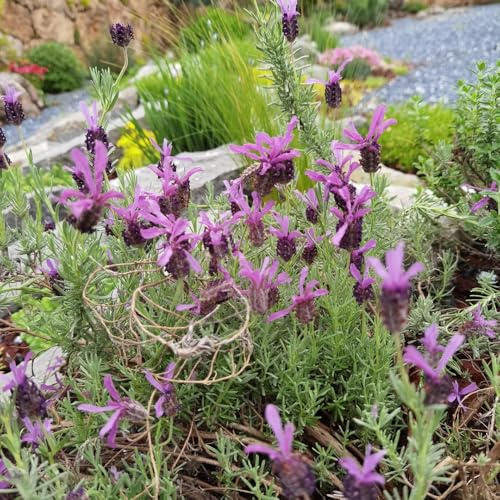 semi di lavanda - giardino interno esotiche decorazioni balcone 800pcs
