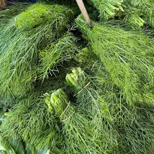 Semi di aneto biologici, Anethum graveolens - da cucina prodotti sostenibili semi di da balcone resistenti per giardino 300pcs