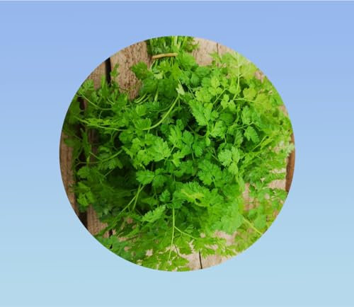 graines de cerfeuil commun 1 gramme soit environ 400 graines - Anthriscus cerefolium