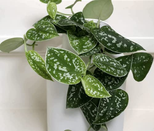 Satin Pothos- Scindapsus Pictus argyraeus- Epipremnum Devils Ivy