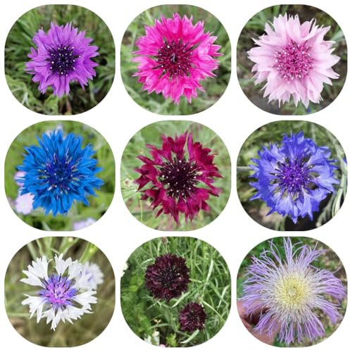 semi di fiordaliso, giardino, perenni resistenti biologici, esotiche, selvatici, 1000pcs
