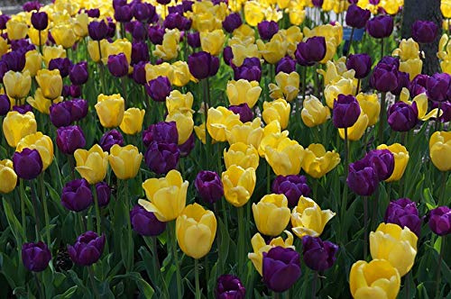 100 X Tulipa Purple & Yellow Mix - Tulipani Viola e Giallo Misti - Alta Qualità (100)
