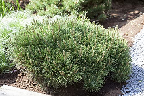 Pinus mugo 'Pumilio' 15–20 cm – Winterhart, Immergrün, Pflegeleicht – Zwerg-Kiefer – Steingartenpflanze für Garten & Kübel