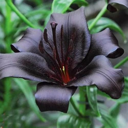 Lilium Candidum bulbi,Profumato,piante erbacee perenni,Perfetto per le vacanze,Giglio bulbi,Da piantare in giardino,lilium bulbi giganti(steli grandi,senza semi,non artificiali)-2bulbi-A