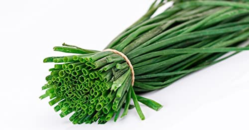 Semillas de Cebollino de Fácil Germinación Planta de Uso Culinario