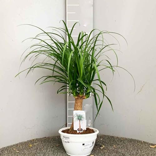 SAVINI VIVAI Beaucarnea Guatemalansis plante en pot de 20 cm Plantes exotiques Hauteur 50 cm Fabriqué en Italie