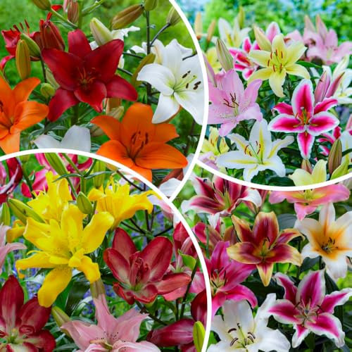 FLORIUM 50 х Mega collection de lys (50 bulbes), bulbes vivaces exclusifs, mélange résistant à l'hiver de Hollande pour le jardin (gros tubercules, pas de graines)