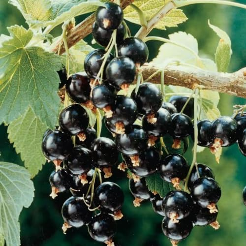 Black Currant Bush Live Plant Well Rooted 5-9 Inc Tall, Black Currant Berry Plant Live, Currant Tree, 1 Year Bare Root