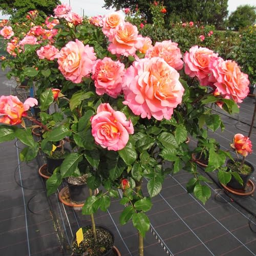 Rachel - Potted Hybrid Tea Half Standard Rose - Peachy/Pink Blooms - Strong Fragrance