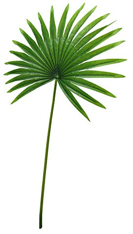 Unknown1 Set of 3 Tropical Fan Palm Leaf Stem 32in 32 inch L X 16 inch W 0.5 inch Dp Green, Medium