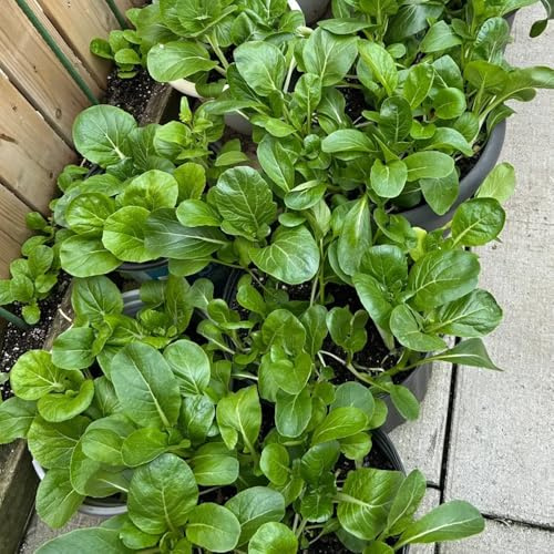 I semi di Pak Choi sono resistenti all'inverno, esotiche, senape cinese, varietà antiche di tappezzanti, 300pcs