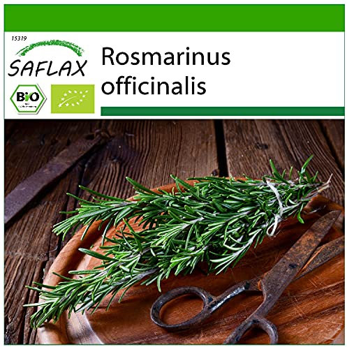 SAFLAX - BIO - Romarin - 40 graines - Avec substrat de culture aseptique - Rosmarinus officinalis