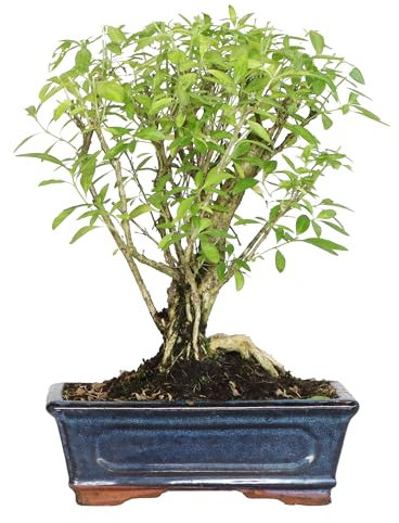 KENTIS - Bonsai di Serissa Foetida - Bonsai da Interno e Esterno - Piante Vere Ornamentali - H 25-35 cm Vaso in Ceramica Ø 20 cm