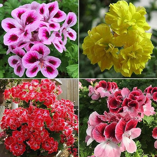 PERZOE 50 Stück gemischte Geraniensamen, Pelargonium Hortorum Balkongarten-Blumenpflanze