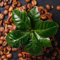semillas de cafe para sembrar, planta de cafe - semillas de flores silvestres, plantas resistentes semillas de café flores balcón, plantas de jardín perenne resistente flores, plantas 150pcs