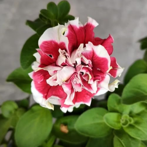 semi di petunia - esotici appartamento perenni resistenti giardino 700pcs
