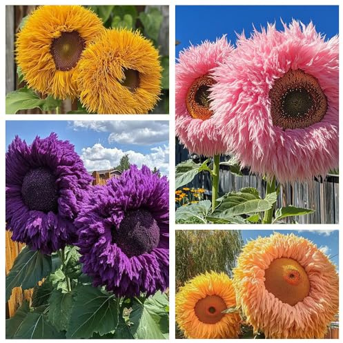 800pcs Teddy Bear Sunflower Seeds for Planting Giant Teddy Bear Sun Flower Seed Heirloom Attracts Pollinators