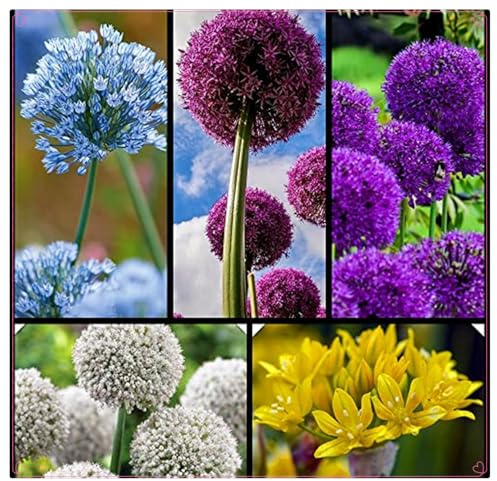 Bulbi di Allium, Rotondi, Freschi, Compatti, Sani, Intatti-8 Bulbi