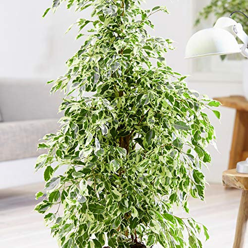 Ficus Golden King - Variegated Weeping Fig | Indoor Potted Home or Office Plant